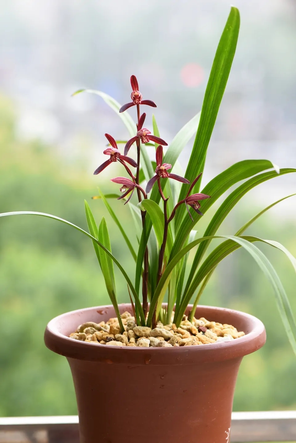 这8种花你不要乱浇水,新手种花品种推荐