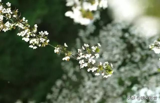 古诗词中的春天珍藏版,古诗词里的春天合集