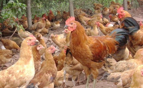 鸡盲肠球虫病的防治措施有哪些,40天鸡盲肠球虫怎么治