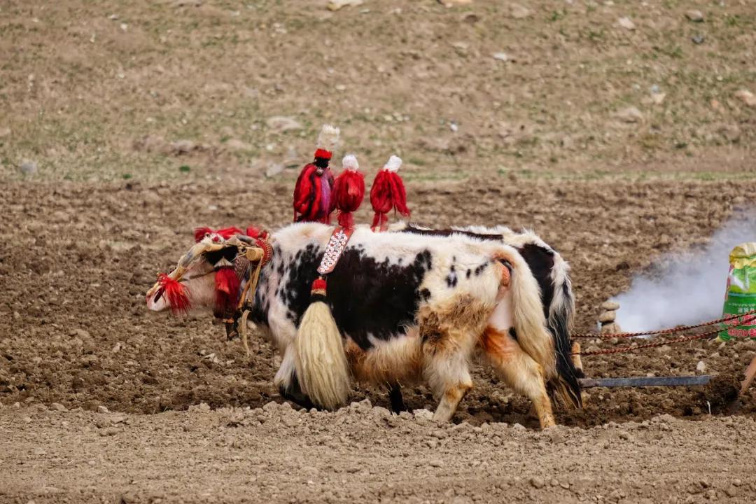 吉祥的藏历新年视频,西藏各地的藏历新年