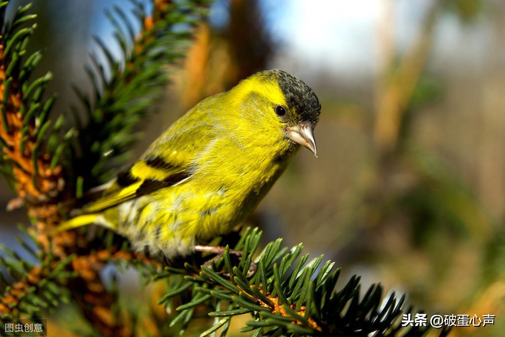 螳螂捕蝉黄雀在后黄雀后面是什么,螳螂捕蝉黄雀在后的黄雀是什么鸟