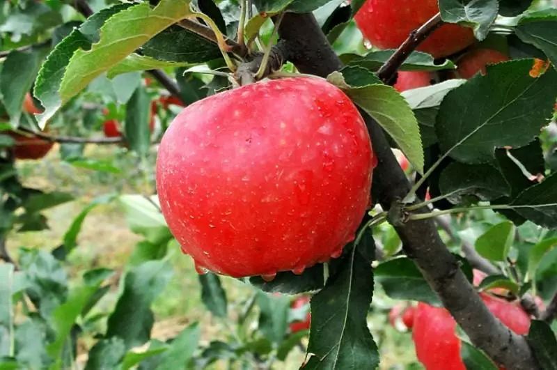 全新疆著名的特产,盘点十大新疆的特产