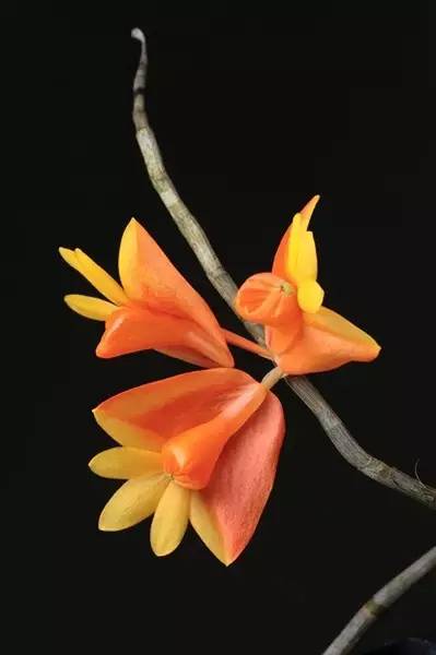 保证你没见过的新奇特植物 (令人大开眼界的植物世界)