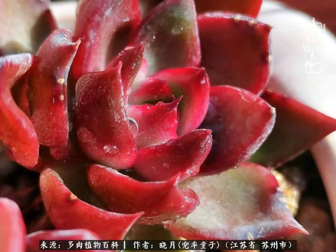 六年时间环游22个国家,却被多肉小萌物征服