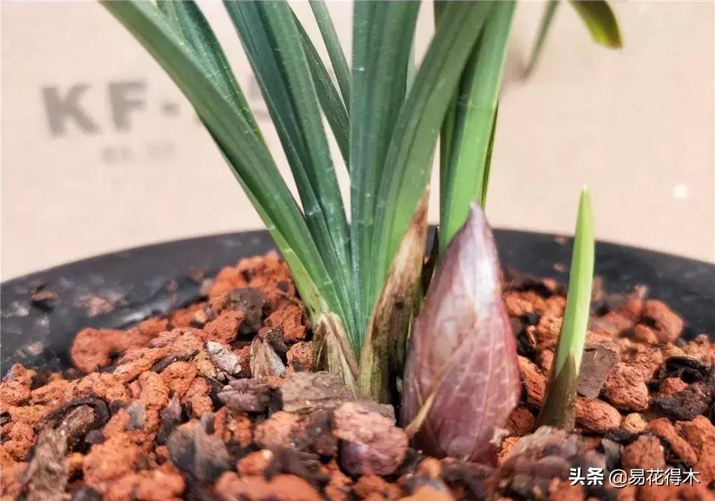 春兰大富贵的来历,春兰翠盖荷和大富贵区别