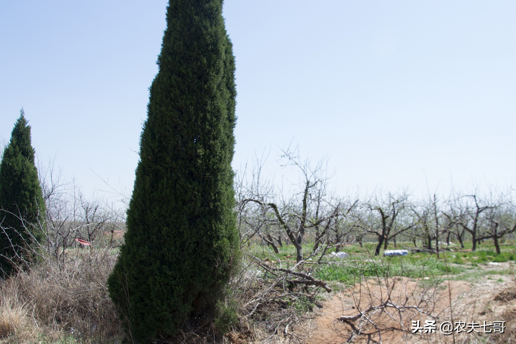苹果斑点落叶病如何施药,苹果叶片黄了是怎么回事