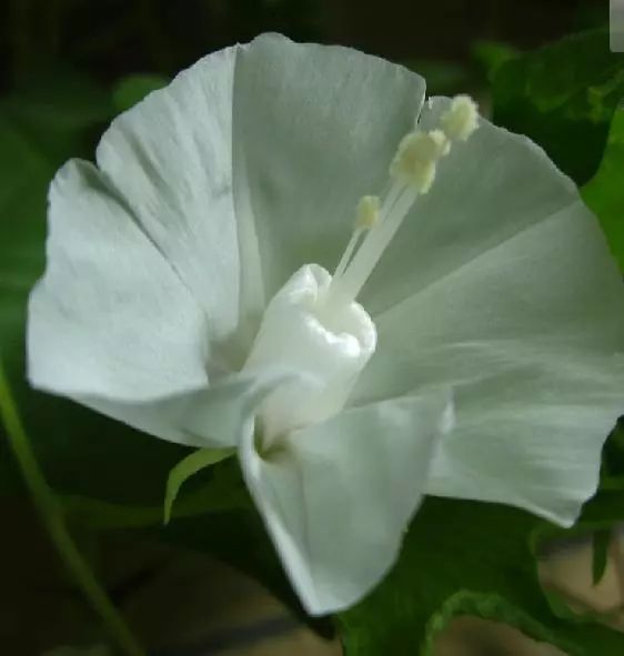 牵牛花到处都可以肆无忌惮的生长,不常见的品种,美出天际!