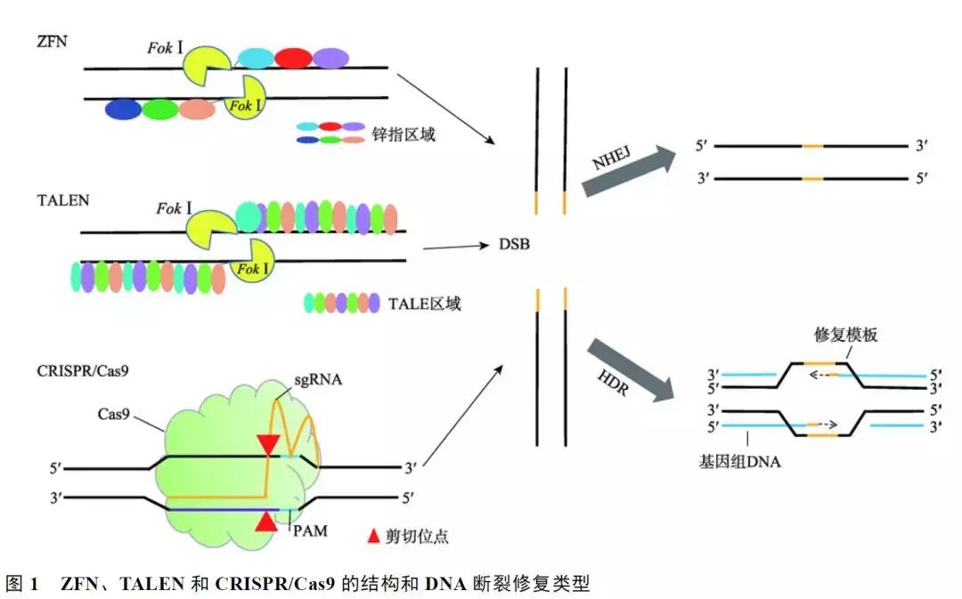 基因编辑技术及其在基因治疗中的应用