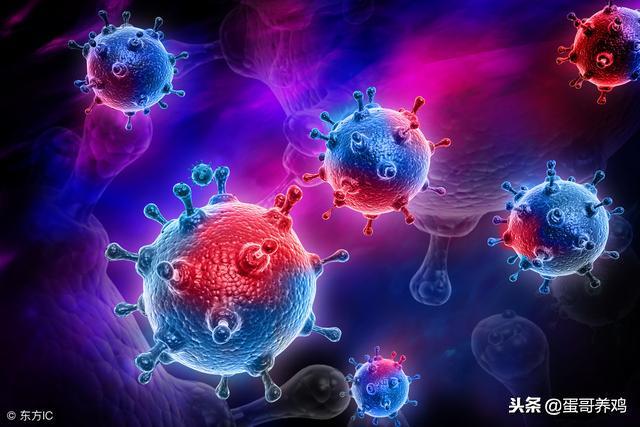 养鸡禽病指导,禽感冒的特效药