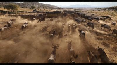 狮子王辛巴巅峰时期,狮子王辛巴有多强