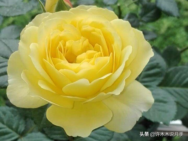 阳台最好养的月季品种推荐,四季开花最好养最好看的月季