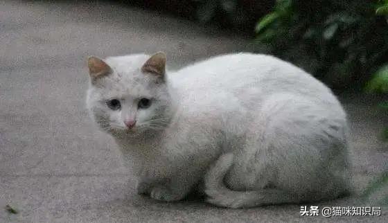 营养膏有营养吗,好吃又不贵的猫粮营养膏