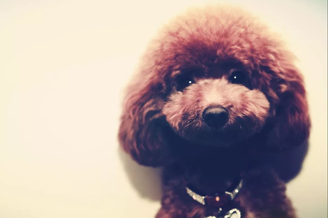 泰迪犬大便带血是怎么回事？一定要注意这些问题，不然会威胁生命