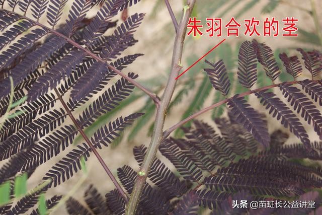 朱羽*欢合**的栽培管理及园林应用