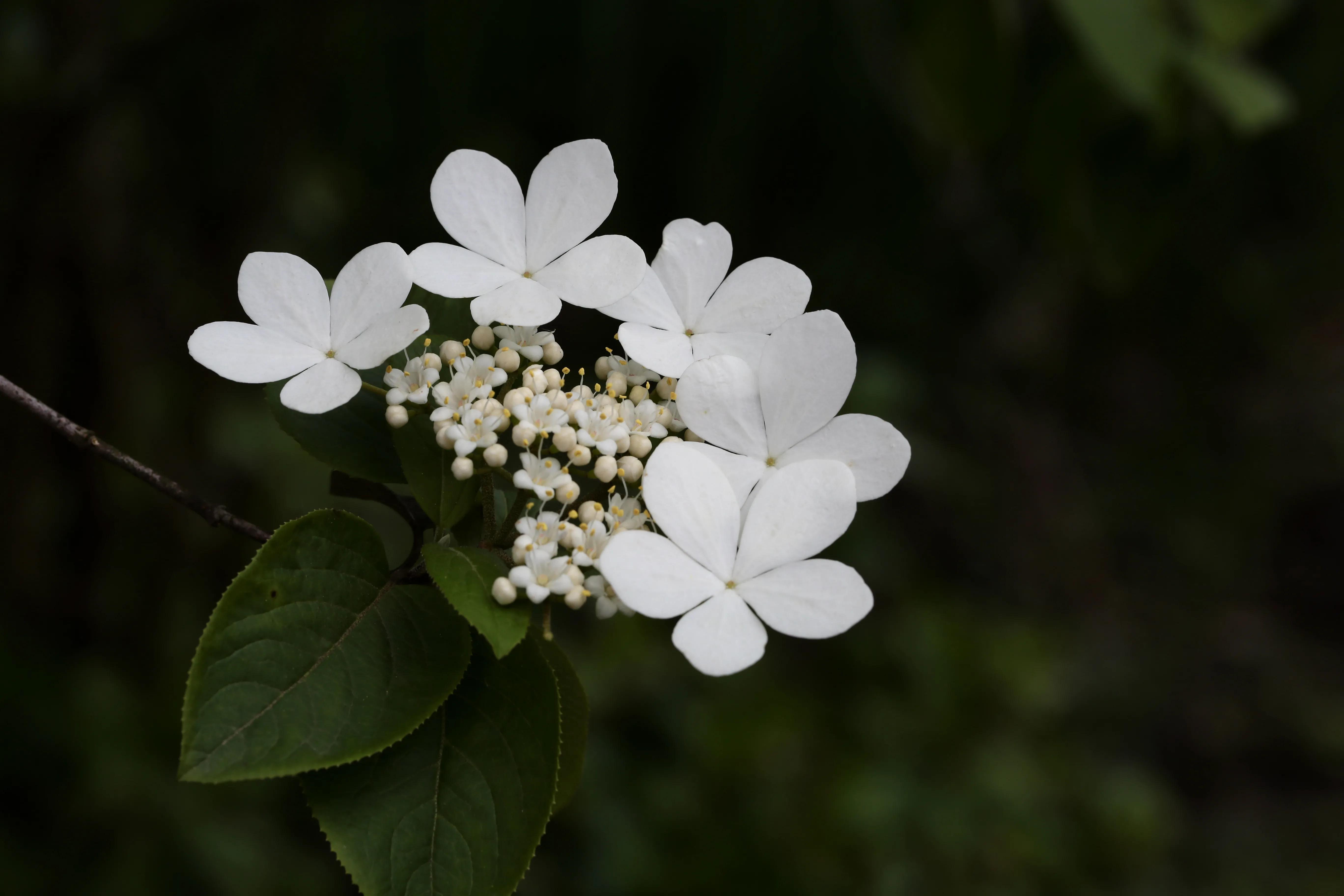 西溪湿地花朝节花草集（2）