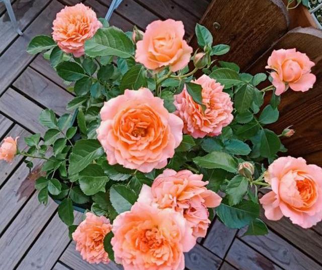 月季花苞打不开外面都开始黑了,月季花苞很大打不开什么原因呢