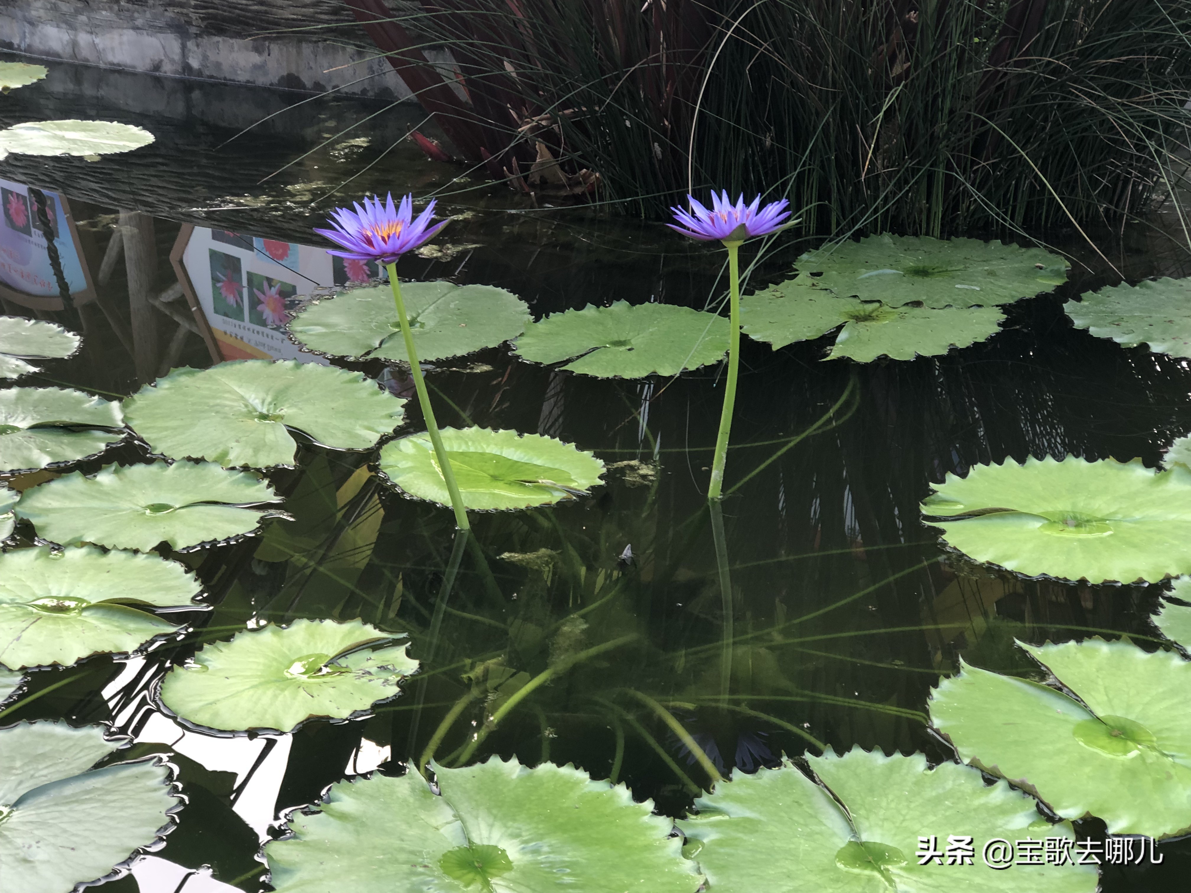 莲花山广州,广州莲花山莲花仙境简介
