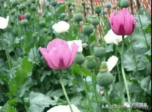 公安局禁种铲毒责任书,公安局禁种铲毒推进会