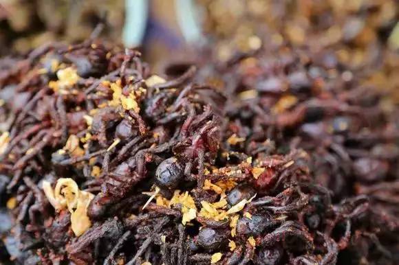 臭屁虫卖到450元一斤,臭屁虫能卖多少一斤