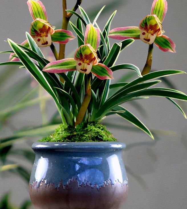 秋季适合养的花草品种大全,什么兰花开得好看又好养