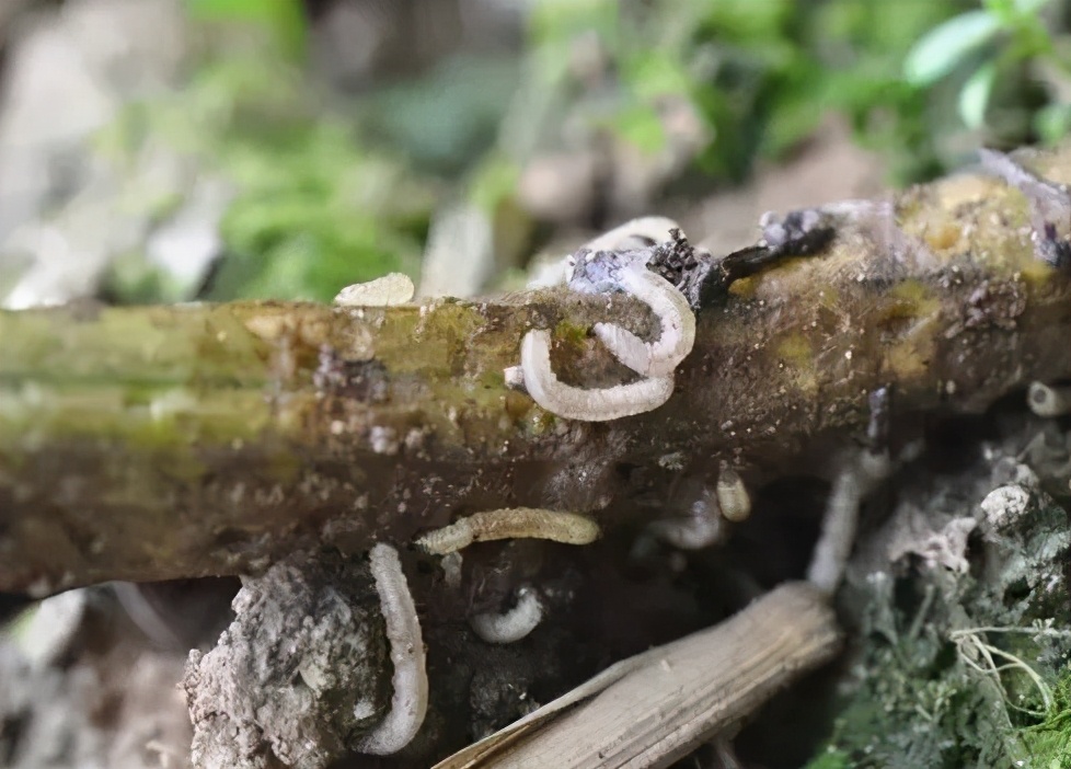 农田地下害虫怎么处理,病虫害防治地上地下害虫通通搞定