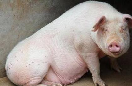 育肥猪高烧不退怎么治,猪高烧不退用什么土方法