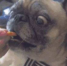 养纯种还是混血狗,养纯种狗