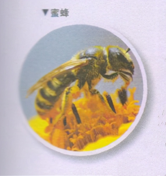 昆虫样子特点,昆虫视觉是什么样的