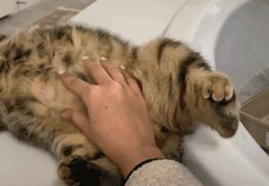 流浪猫猫赖到门口不走,流浪猫在我家门口赖着不走了