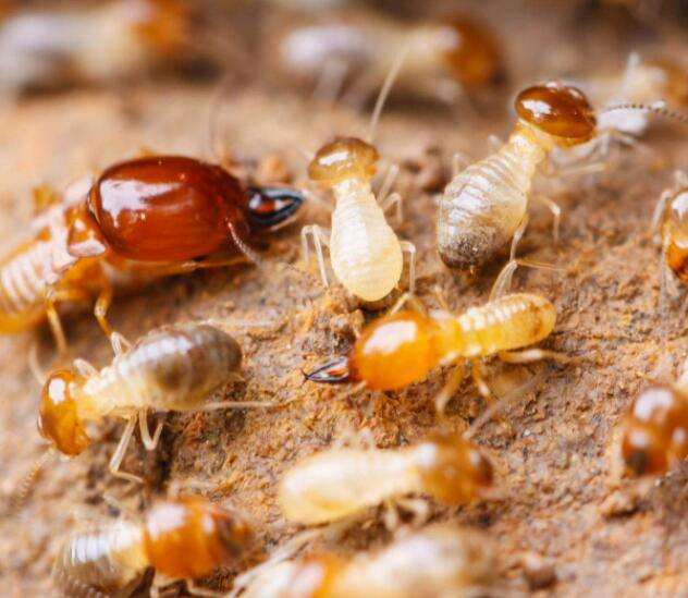 白蚁进化与什么最接近,白蚁的进化过程