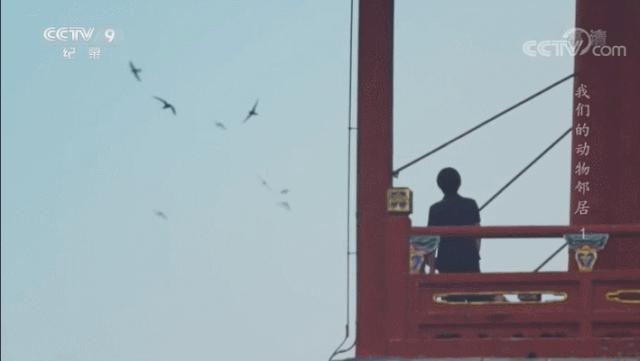 央视拍这种片怎么就没「流量」