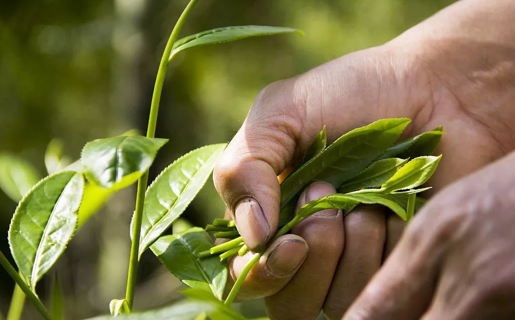 十里春风，不如一盏春茶