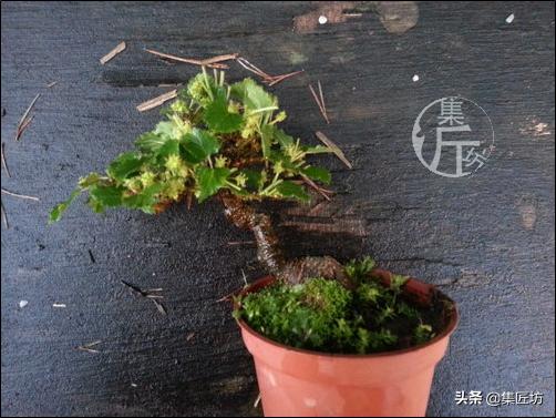 桑树下山盆景种植,桑树做盆景好吗