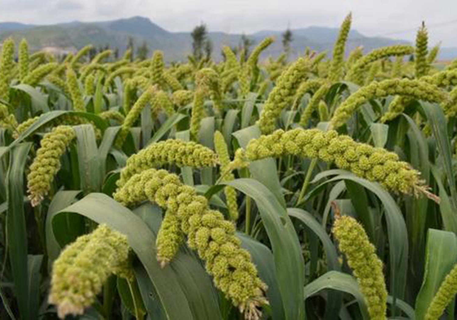 谷子种植，了解其生育阶段，是实现高产的基础，你学会了吗