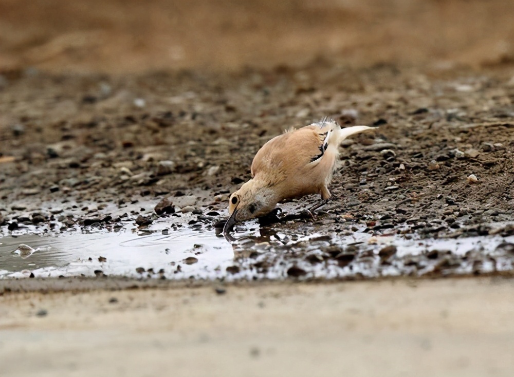 天下乌鸦有白色的吗,南方乌鸦和北方乌鸦的区别