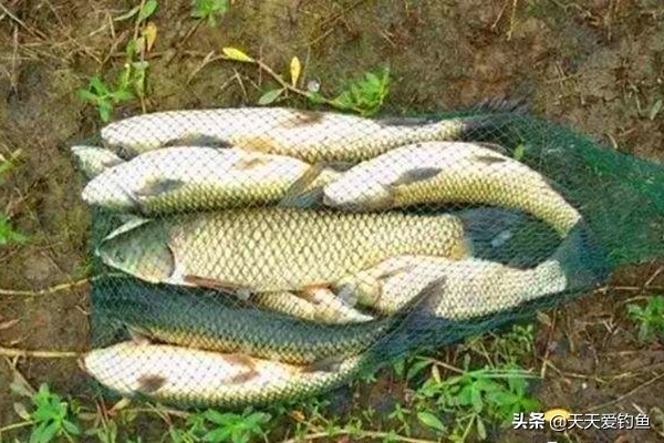 刮风天钓鲤鱼怎么钓,刮风天气野钓怎么样