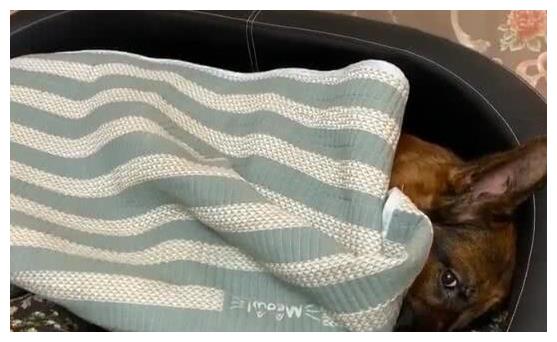 德牧太调皮怎么训练,德牧为什么那么调皮