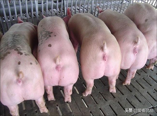 母猪为什么不吃食怎么治疗,母猪不吃食还不爱喝水怎么办