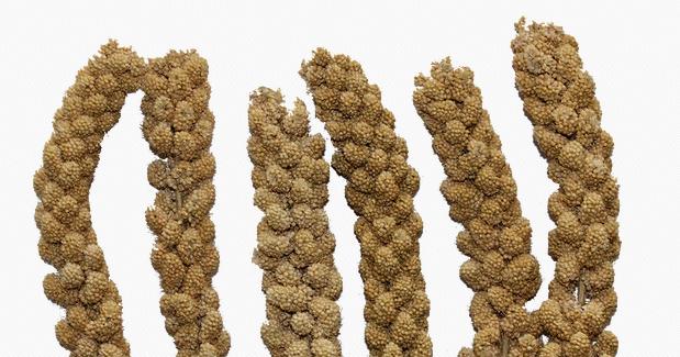 11月谷子行情最新价格表,202011月8日稻谷价格