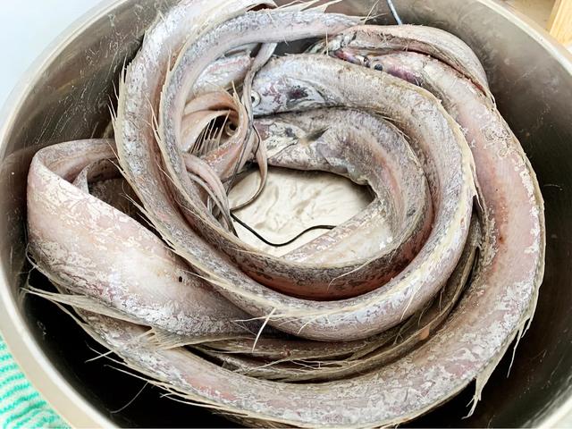 家焖刀鱼，海边人家常做法，肉嫩味鲜还不腥，方法很简单