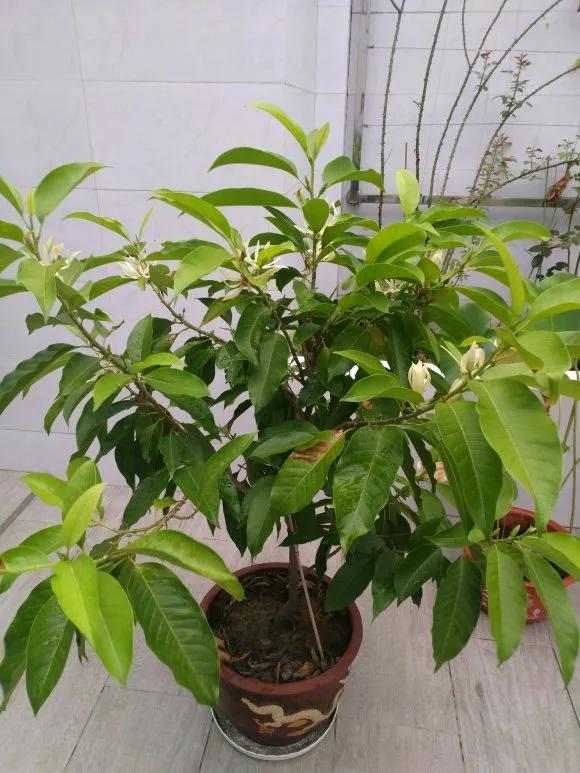 5种清香花,阳台养一盆,芬芳不断,家里清香四溢,异味全无