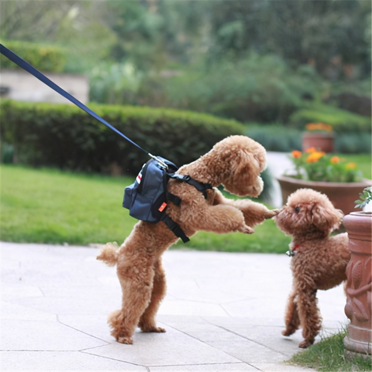 泰迪换主人要多久才会认定新主人,泰迪换毛期的样子