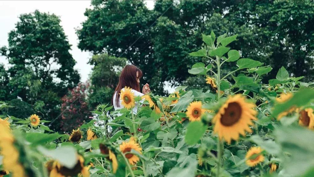 下一个松岗,这里是深圳宝安