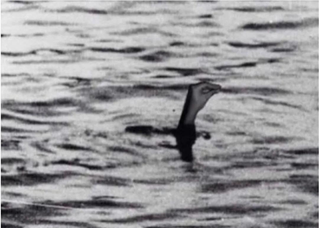 不愧是意大利人阅读理解,不愧是意大利人