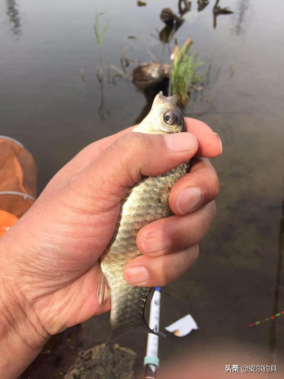 红狼鲢霸鱼竿,红狼湖库版鲢鳙竿