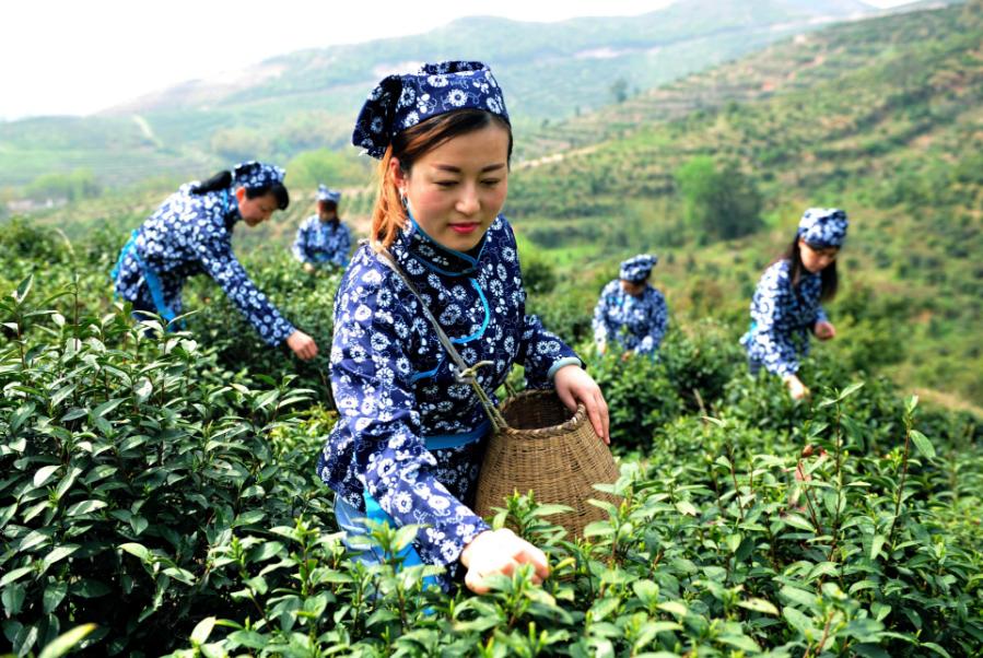 安徽十大名茶最新排名,名茶排名前十的茶安徽有几个