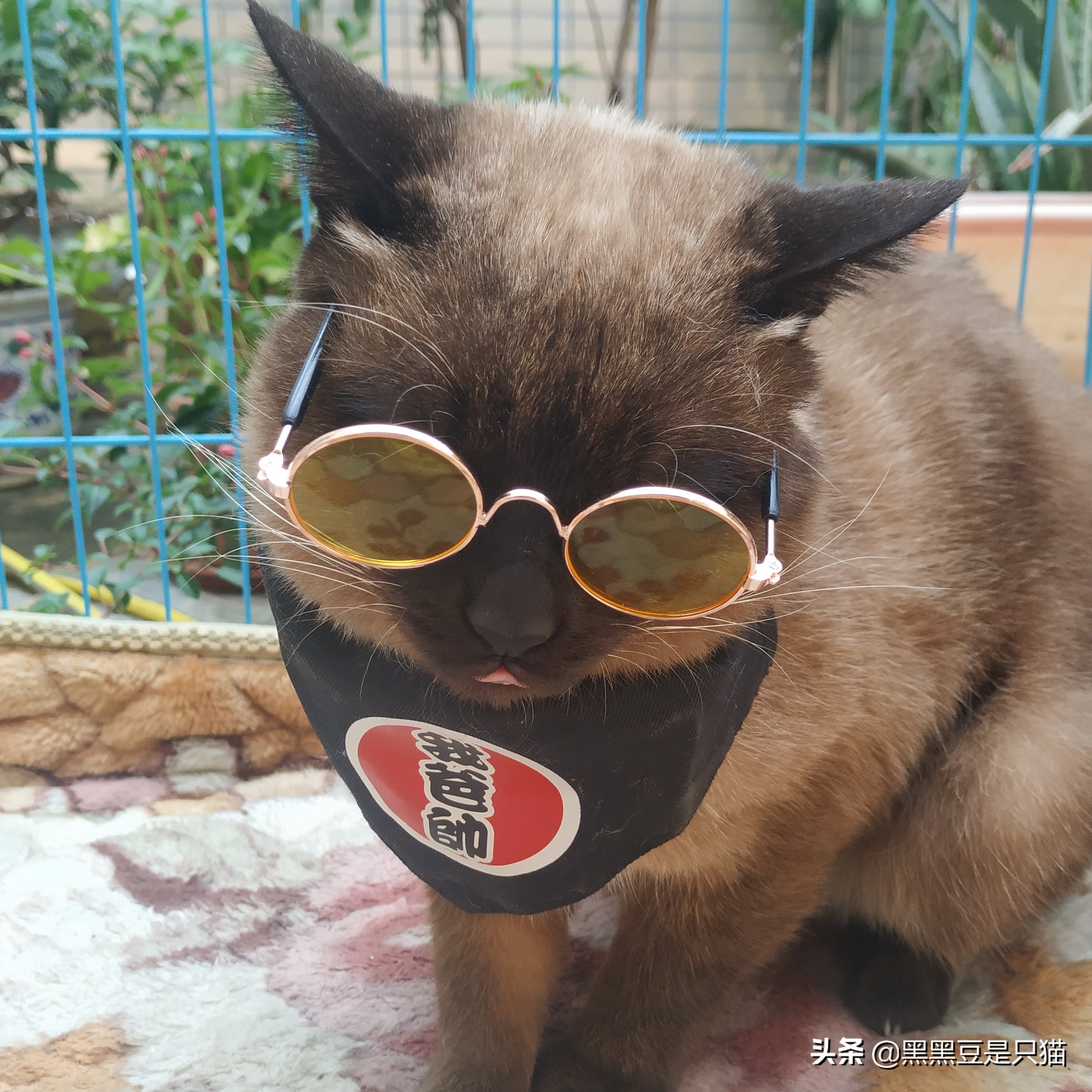 暹罗猫的特性是什么,铲屎官暹罗猫