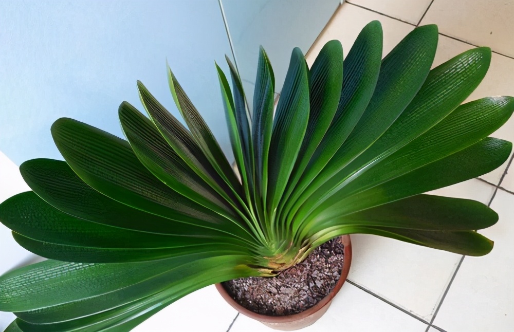 君子兰换盆的正确方法和注意事项,君子兰换盆注意事项及图解