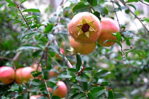 种树有讲究吗院子最多种几棵树,院子里种树好还是不种树好
