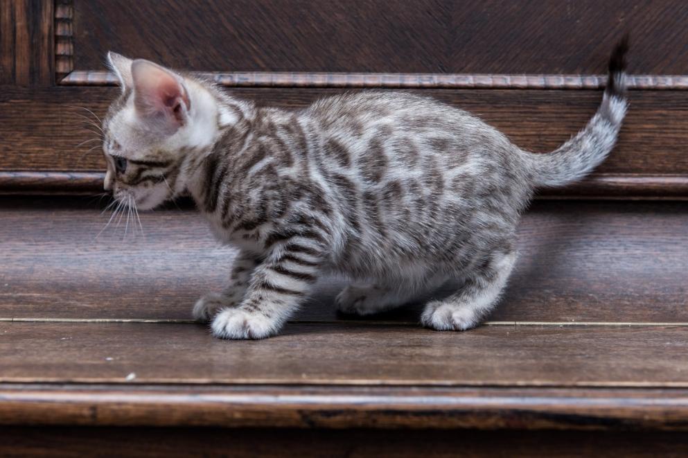 女子腋窝有肿块，怀疑艾滋病，医生一看，竟是患上“猫抓病”